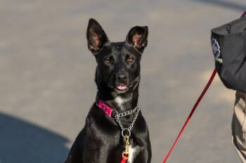 Shadowfox -  Mixed Breed Dog Available for Adoption in Santa Paula, California - Shadowfox | PetCurious