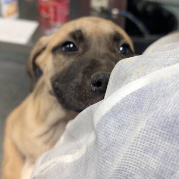 Labrador Retriever and Mixed Breed Dogs Available for Adoption in Greenville, South Carolina - Ford | PetCurious