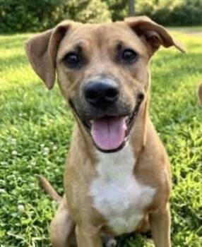 Strawberry -  Carolina Dog Dog for Adoption in Wando, South Carolina - Strawberry | PetCurious