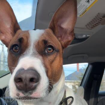 Mixed Breed Dogs Available for Adoption in Head Of Saint Margarets Bay, Nova Scotia - Jimmy | PetCurious