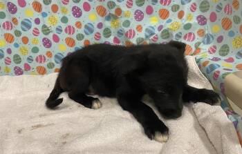 German Shepherd Dog and Mixed Breed Dogs Available for Adoption - A608647 | PetCurious