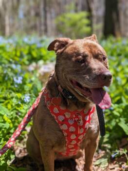 Rescue Pit Bull Terrier and Mixed Breed Dogs for Adoption in Chuckey, Tennessee - Willow - NC | PetCurious
