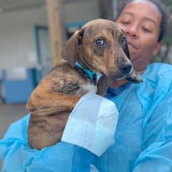 Pretzel -  Mixed Breed Dog for Adoption in Hendersonville, North Carolina - Pretzel | PetCurious