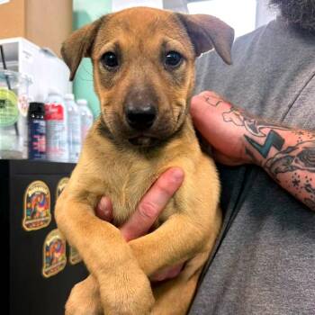 Bonnie -  Mixed Breed Dog for Adoption in Clarksville, Tennessee - Bonnie | PetCurious
