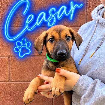 Ceaser -  Doberman Pinscher Dog for Adoption in Las Vegas, Nevada - Ceaser | PetCurious