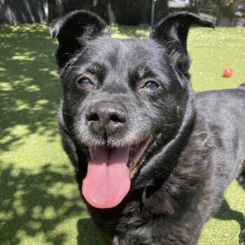 Black Labrador Retriever and Mixed Breed Dogs Available for Adoption in Providence, Rhode Island - Mama | PetCurious