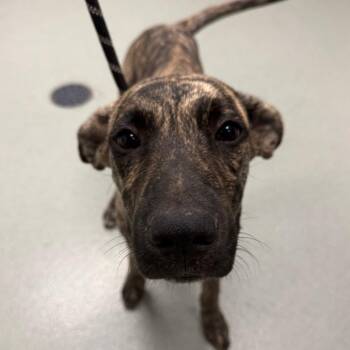 Funnybone -  Mastiff and Mixed Breed Dog for Adoption in Abilene, Texas - Funnybone | PetCurious