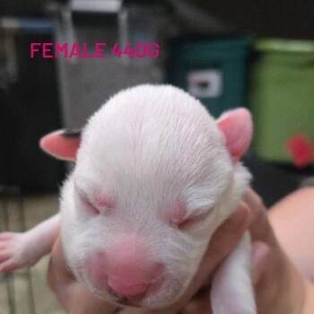 Mixed Breed Dogs Available for Adoption in Branson, Missouri - KJ | PetCurious