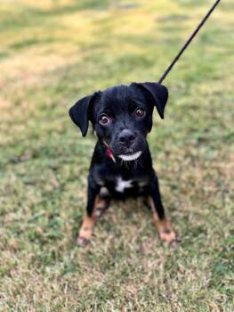 Rescue Labrador Retriever and Terrier Dogs for Adoption in Aiken, South Carolina - King | PetCurious