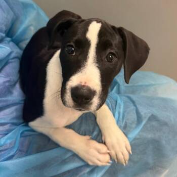 Dandelion Jane -  Mixed Breed Dog for Adoption in Charleston, West Virginia - Dandelion Jane | PetCurious