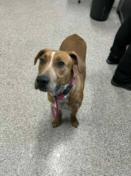 Coonhound and Mixed Breed Dogs Available for Adoption in Georgetown, Ohio - Maverick | PetCurious