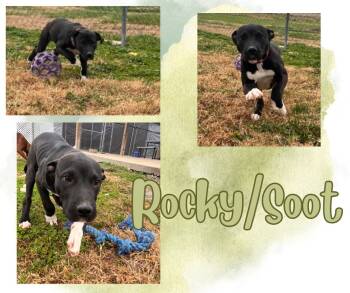 Rescue Labrador Retriever and Pit Bull Terrier Dogs for Adoption in Hopkinsville, Kentucky - Rocky/soot | PetCurious