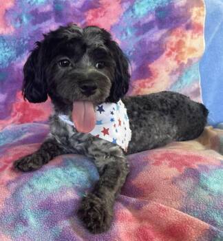 Snowball -  Shih Tzu and Poodle Dog for Adoption in Memphis, Tennessee - Snowball | PetCurious