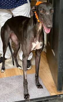 Stardust -  Greyhound Dog for Adoption in New Hope, Pennsylvania - Stardust | PetCurious