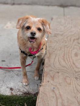 Mixed Breed Dogs Available for Adoption in Montreal, Quebec - Chacha | PetCurious