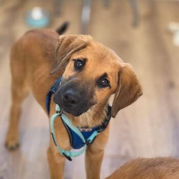Mixed Breed Dogs Available for Adoption - Boba | PetCurious