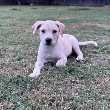 Wonder 26-05-124 -  Labrador Retriever and Mixed Breed Dog for Adoption in Bastrop, Texas - Wonder 26-05-124 | PetCurious
