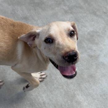 Lewis -  Yellow Labrador Retriever and Mixed Breed Dog for Adoption in Parrish, Alabama - Lewis | PetCurious