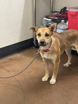 Vesta -  Shepherd and Mixed Breed Dog for Adoption in Chico, California - Vesta | PetCurious