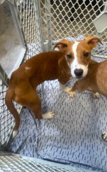 Rescue Boxer and Labrador Retriever Dogs for Adoption in Springfield, Ohio - Sarah | PetCurious