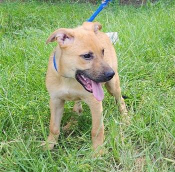 260912  Cletus -  Shepherd and Labrador Retriever Dog for Adoption in Wetumpka, Alabama - 260912  Cletus | PetCurious