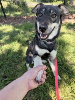 Rimini -  Shepherd and Mixed Breed Dog for Adoption in Kansas City, Missouri - Rimini | PetCurious
