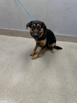 TIFF -  German Shepherd Dog Dog for Adoption in Las Vegas, Nevada - TIFF | PetCurious