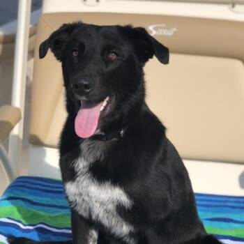 Ozzie -  Labrador Retriever and Australian Shepherd Dog for Adoption in Stokesdale, North Carolina - Ozzie | PetCurious