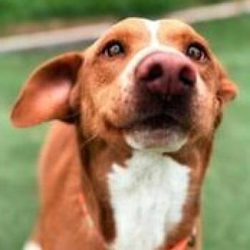 Dachshund and Chihuahua Dogs Available for Adoption - Kylo | PetCurious