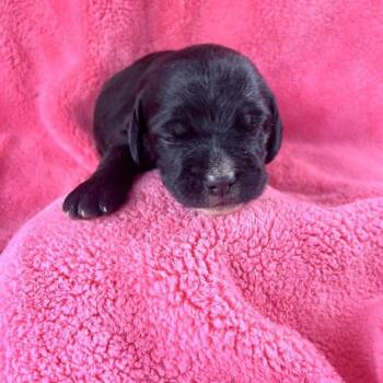 LISBETH  PUP 4 -  Standard Poodle and Mixed Breed Dog for Adoption in Richmond, California - LISBETH  PUP 4 | PetCurious