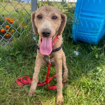 Betty -  Mixed Breed Dog for Adoption in Oshkosh, Wisconsin - Betty | PetCurious