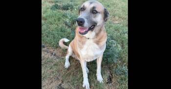 Mable Jane AKA MJ (CP) -  Great Pyrenees and Maremma Sheepdog Dog for Adoption in Dallas, Texas - Mable Jane AKA MJ (CP) | PetCurious