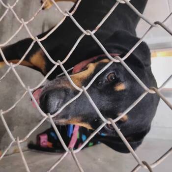 Rescue Mixed Breed Dogs for Adoption in Summerville, South Carolina - Barbra | PetCurious