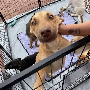 Shepherd and Yellow Labrador Retriever Dogs Available for Adoption in Phoenix, Arizona - Sweet Potato | PetCurious
