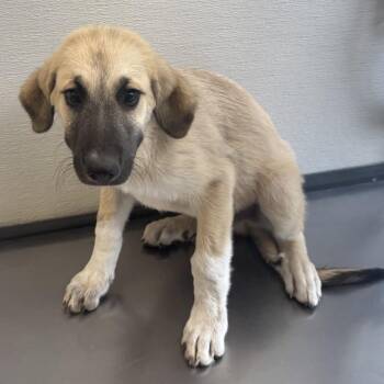 Max -  Mixed Breed Dog for Adoption in Las Cruces, New Mexico - Max | PetCurious