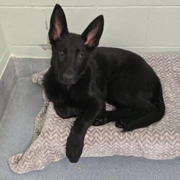 Belgian Shepherd Malinois Dogs Available for Adoption in East Hanover, New Jersey - Marley | PetCurious