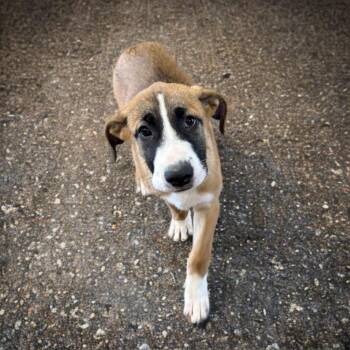 Rescue Basset Hound and Shepherd Dogs for Adoption in Phoenix, Arizona - Chief | PetCurious