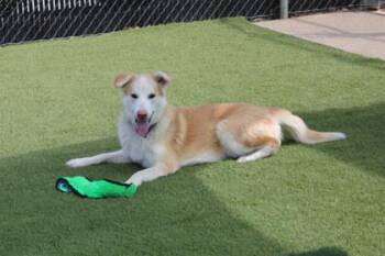 Labrador Retriever and Mixed Breed Dogs Available for Adoption in Kansas City, Missouri - Joe | PetCurious