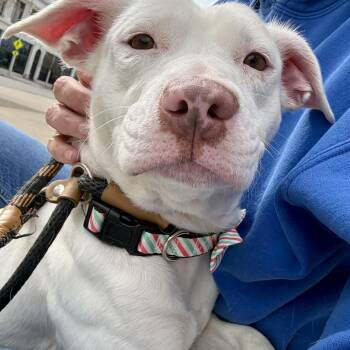 Pit Bull Terrier Dogs Available for Adoption in Buffalo, New York - Abbey | PetCurious
