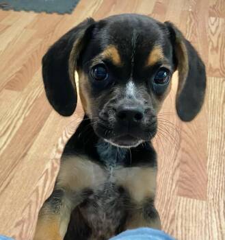 Theo - Puppy Power -  Beagle and Chihuahua Dog for Adoption in Rootstown, Ohio - Theo - Puppy Power | PetCurious