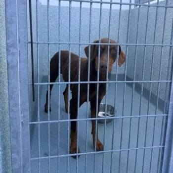 Copper -  Doberman Pinscher Dog for Adoption in Hawthorne, California - Copper | PetCurious