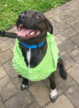 BottleCap -  Labrador Retriever and Terrier Dog for Adoption in Germantown, Ohio - BottleCap | PetCurious