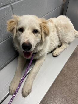 Polar -  Great Pyrenees Dog for Adoption in Troy, Ohio - Polar | PetCurious