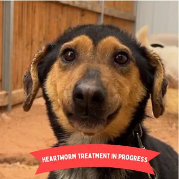 Rescue Mixed Breed Dogs for Adoption in Moab, Utah - Hollow | PetCurious