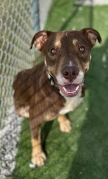 Rescue Pit Bull Terrier Dogs for Adoption in Evansville, Indiana - Edward | PetCurious