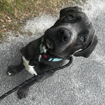 Mixed Breed Dogs Available for Adoption in Summerville, South Carolina - Duncan | PetCurious