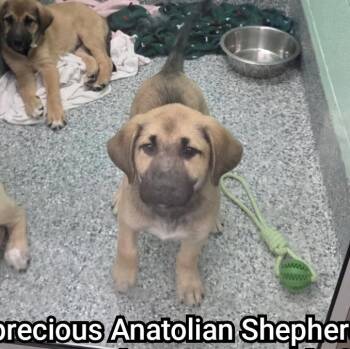 Aikman -  Anatolian Shepherd Dog for Adoption in Plano, Texas - Aikman | PetCurious