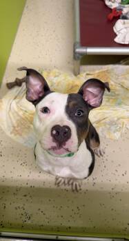 Guppy -  Pit Bull Terrier Dog for Adoption in Peconic, New York - Guppy | PetCurious