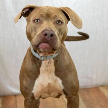 Ava -  Pit Bull Terrier Dog for Adoption in East St. Louis, Illinois - Ava | PetCurious
