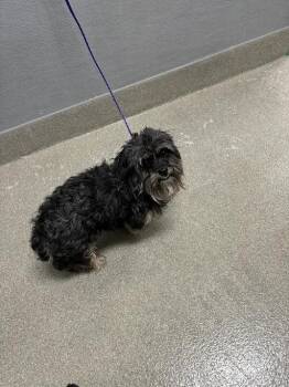 ADMIRAL -  Terrier and Mixed Breed Dog for Adoption in Las Vegas, Nevada - ADMIRAL | PetCurious